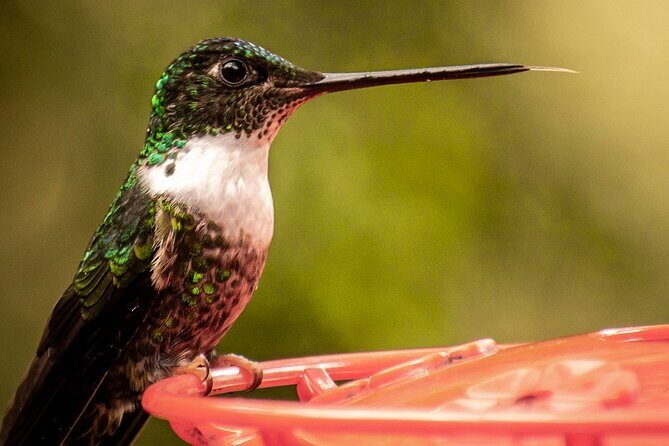 Easy Walk to Finca La Montaña and Short Tour in Salento - Exploring the Journey: From Salento to Finca La Montaña