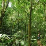 Ebano Waterfalls and Rainforest Safari Tour - Who Will Love This Tour?
