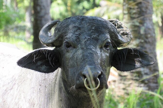 Eco Farm Tour & Water Buffalos - FAQs about the Eco Farm Tour & Water Buffalos