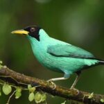 Ecocentro Danaus Nature walk and search for sloths - Why This Tour Works So Well