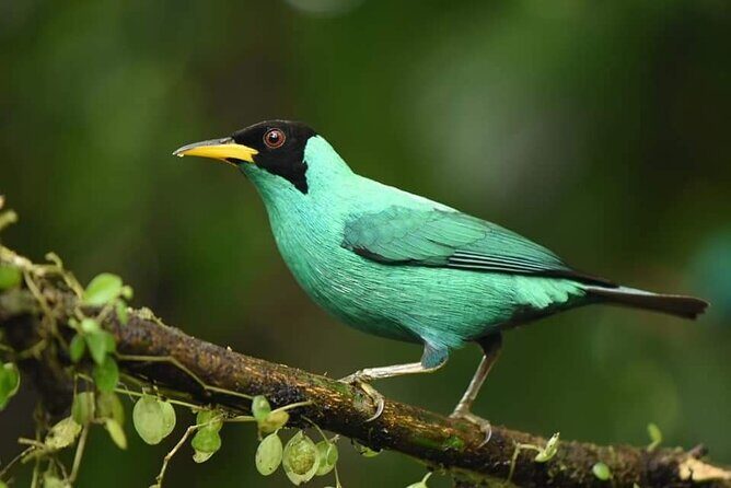 Ecocentro Danaus Nature walk and search for sloths - Why This Tour Works So Well