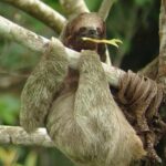 Ecogarden Arenal Sloth Tour - Who Should Consider This Tour?