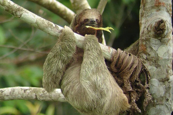 Ecogarden Arenal Sloth Tour - Who Should Consider This Tour?