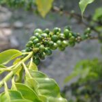 Ecological Park & Boat ride on the River - Why This Tour Offers Great Value