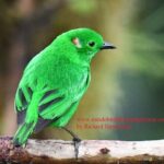 Ecuador & Mindo Bird Photography Tours with Richard Hernandez - What Travelers Say