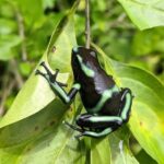Educational Walk in the Rainforest Waterfall and Horse Ride - The Sum Up: Is This Tour Worth It?