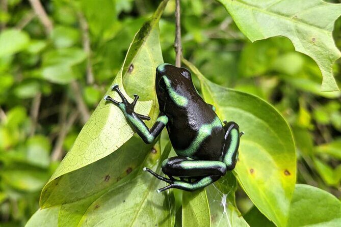 Educational Walk in the Rainforest Waterfall and Horse Ride - The Sum Up: Is This Tour Worth It?