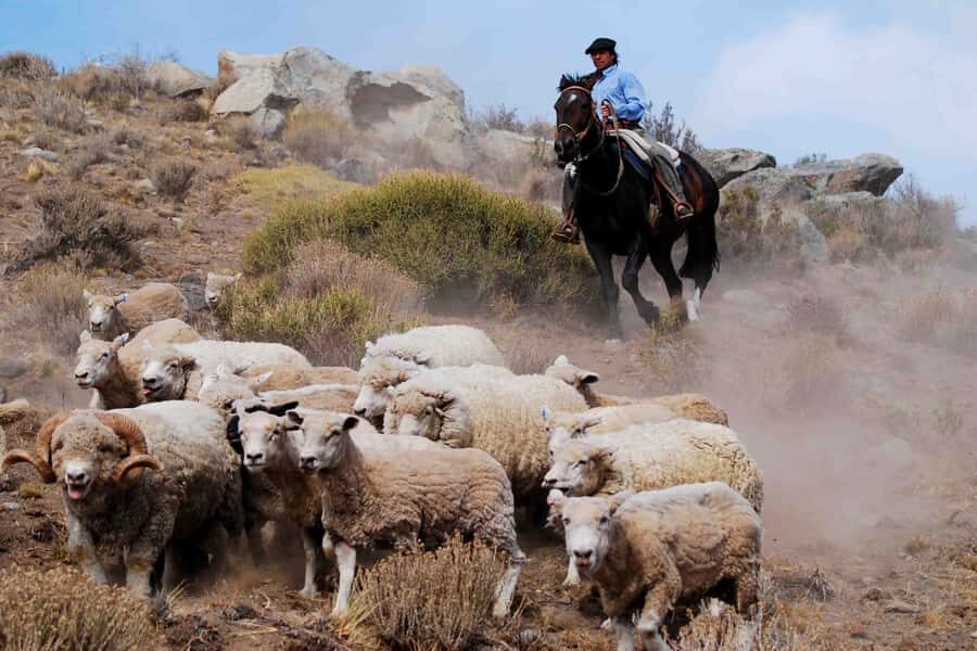 El Calafate: Estancia 25 de Mayo Tour with Dinner & Transfer - Detailed Breakdown of the Experience