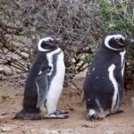 El Calafate: Monte León 4x4 Wolves and Penguins Excursion - The Full Scoop: A Detailed Look at the Monte León 4x4 Wolves and Penguins Tour