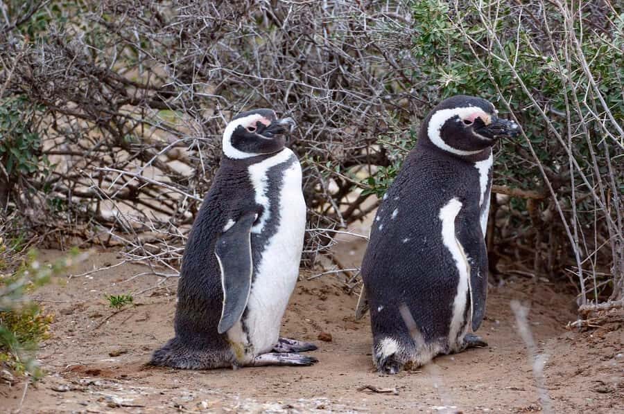 El Calafate: Monte León 4x4 Wolves and Penguins Excursion - The Full Scoop: A Detailed Look at the Monte León 4x4 Wolves and Penguins Tour