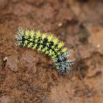 El Encanto: natural paradise & birdwatching in the heart of Colombia - The Biodiversity of El Encanto