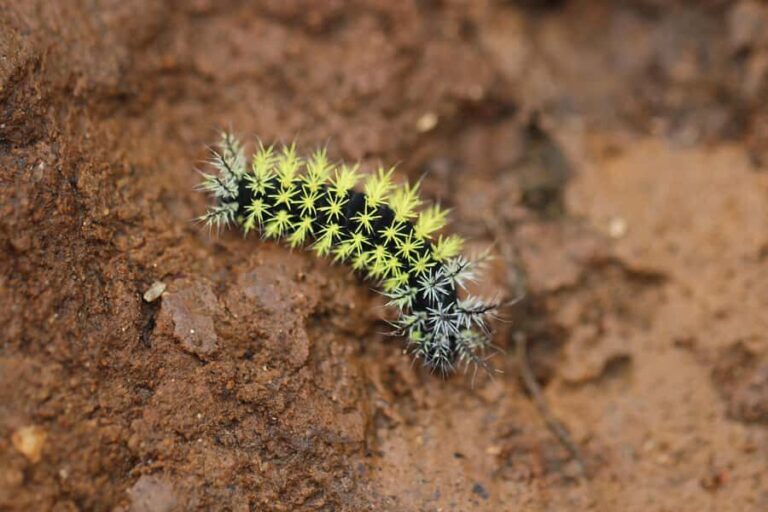 El Encanto: natural paradise & birdwatching in the heart of Colombia - The Biodiversity of El Encanto