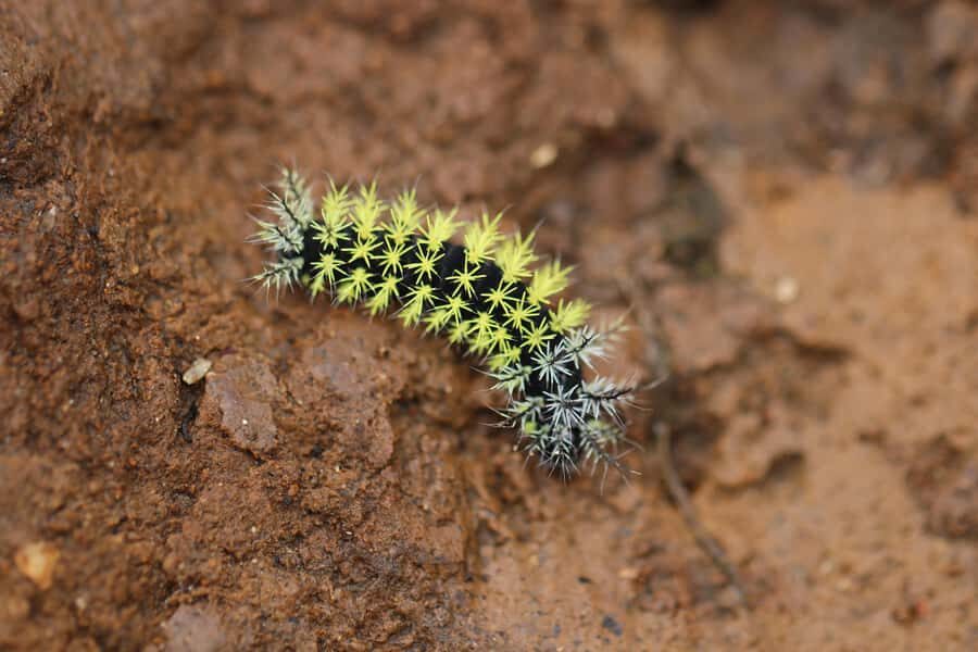 El Encanto: natural paradise & birdwatching in the heart of Colombia - The Biodiversity of El Encanto