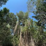 El Paredón: Mangrove Boat Tour with Optional Fishing - The Experience in Detail