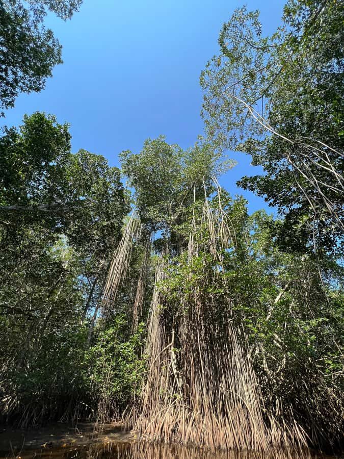 El Paredón: Mangrove Boat Tour with Optional Fishing - The Experience in Detail