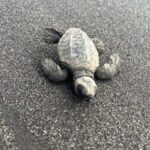 El Paredón: Sea Turtle and Salt Farm Tour - Why This Tour Offers Great Value