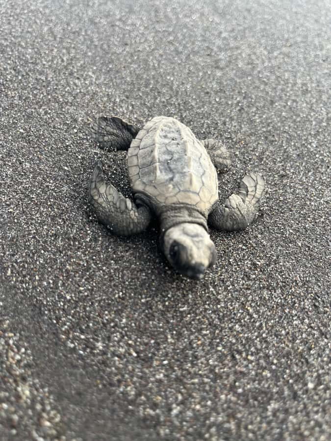 El Paredón: Sea Turtle and Salt Farm Tour - Why This Tour Offers Great Value