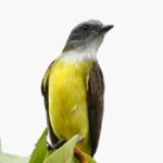 El Suzanne Estate Birding & Nature Reserve Tour - Exploring the Itinerary in Detail