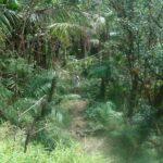 El Yunque Rainforest Full Day Private Tour - A Deep Dive into the Experience