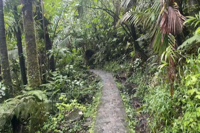 El Yunque Rainforest Hike with Transport from San Juan