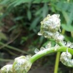 El Yunque Rainforest VIP Experience - Exploring the Itinerary in Depth