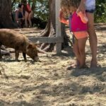 Eleuthera Adventure: Swings, Pigs, and Reefs - The Sum Up