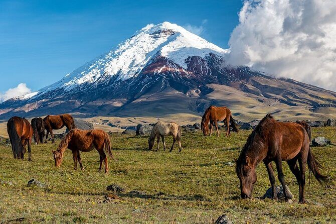Elevate: A Day's Odyssey to Cotopaxi's Majestic Heights! - Practical Tips for Making the Most