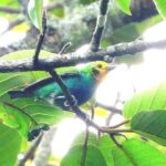 Endemic Birds Tour in Salento - The Sum Up