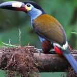 Enjoy The Beauty Of The Birds Of The Northwest - Practical Details and Value