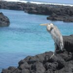 Enjoy the Best of Quito and Galapagos (3 Islands ) 8-Day Trip - FAQ