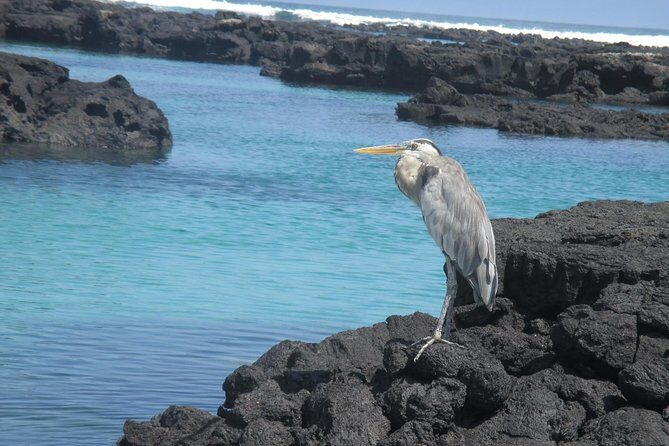 Enjoy the Best of Quito and Galapagos (3 Islands ) 8-Day Trip - FAQ