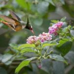 Esquipulas Rainforest - Private Birding - Fully Customizable Tour - Real Travelers Impressions