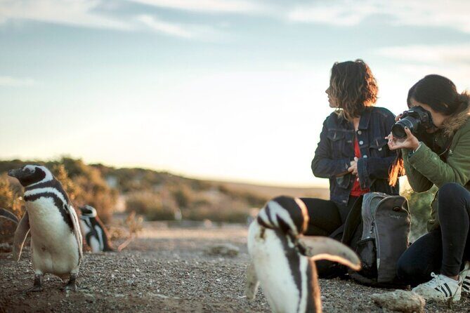 Estancia San Lorenzo: Home of the Largest Penguin Colony - FAQ