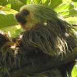 Excellent Wildlife Tour in Bijagua de Upala - Exploring the Wildlife Tour in Bijagua de Upala: A Close-Up Look