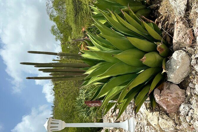 Exclusive 4 -Hour Private nature Tour: West Curacao's Best - Frequently Asked Questions