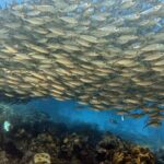 Exclusive Concierge Shore Dive  Small Group Adventure (2+Divers) - A Deep Dive into the Bonaire Shore Experience