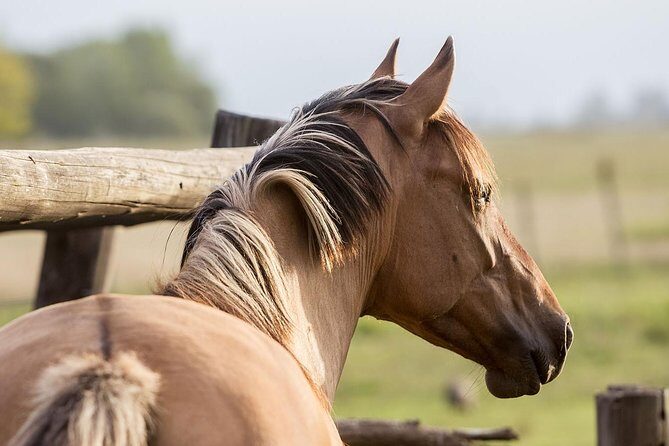 Exclusive Farm Day at Estancia La Bandada, including traditional argentine barbecue, horseback riding and gaucho´s show - Who Is This Tour Best For?