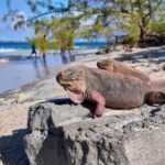 Exclusive Fly-In Premium Beach Experience from Nassau - A Comprehensive Look at the Exclusive Fly-In Premium Beach Experience