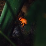 Exclusive Night Walk in La Fortuna and Natural Frog Garden . - A Deep Dive into the Night Walk Experience