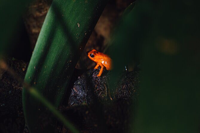 Exclusive Night Walk in La Fortuna and Natural Frog Garden . - A Deep Dive into the Night Walk Experience
