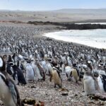 Exclusive Punta Tombo Penguins for Cruise Guests - Exploring Patagonia’s Penguin Paradise: A Detailed Look