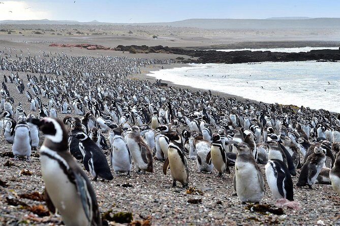 Exclusive Punta Tombo Penguins for Cruise Guests - Exploring Patagonia’s Penguin Paradise: A Detailed Look