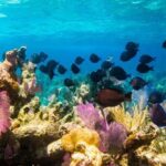 Exclusive Supreme Snorkeling Tour - Why Guests Keep Coming Back