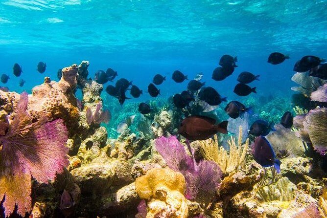 Exclusive Supreme Snorkeling Tour - Why Guests Keep Coming Back
