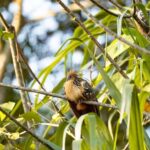 Excursion 2 days/1 nights in the jungle: Tambopata - In-Depth Review of the Tambopata Jungle Tour