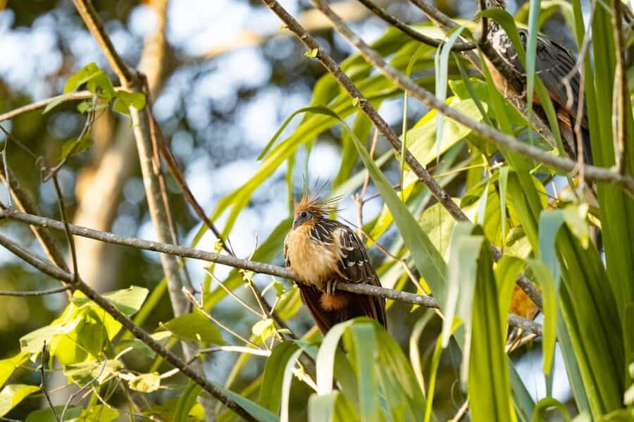 Excursion 2 days/1 nights in the jungle: Tambopata - In-Depth Review of the Tambopata Jungle Tour