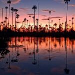 Excursion to Lake Yacumama + Sunset | Sport fishing - The Sum Up