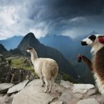 Excursion to MachuPicchu from Cusco with lunch | Private Service| - What Travelers Say