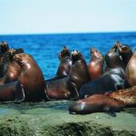 Excursion to Punta Loma, a Sea Lion Colony from Puerto Madryn - Why This Tour Offers Good Value