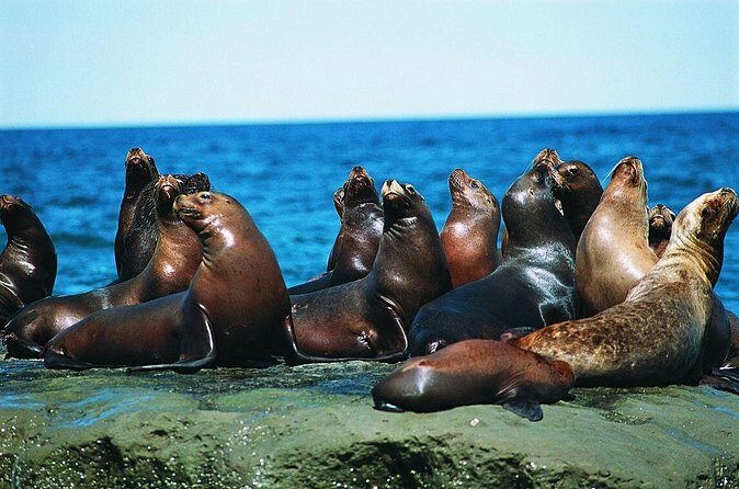 Excursion to Punta Loma, a Sea Lion Colony from Puerto Madryn - Why This Tour Offers Good Value